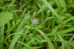 Swertia minor